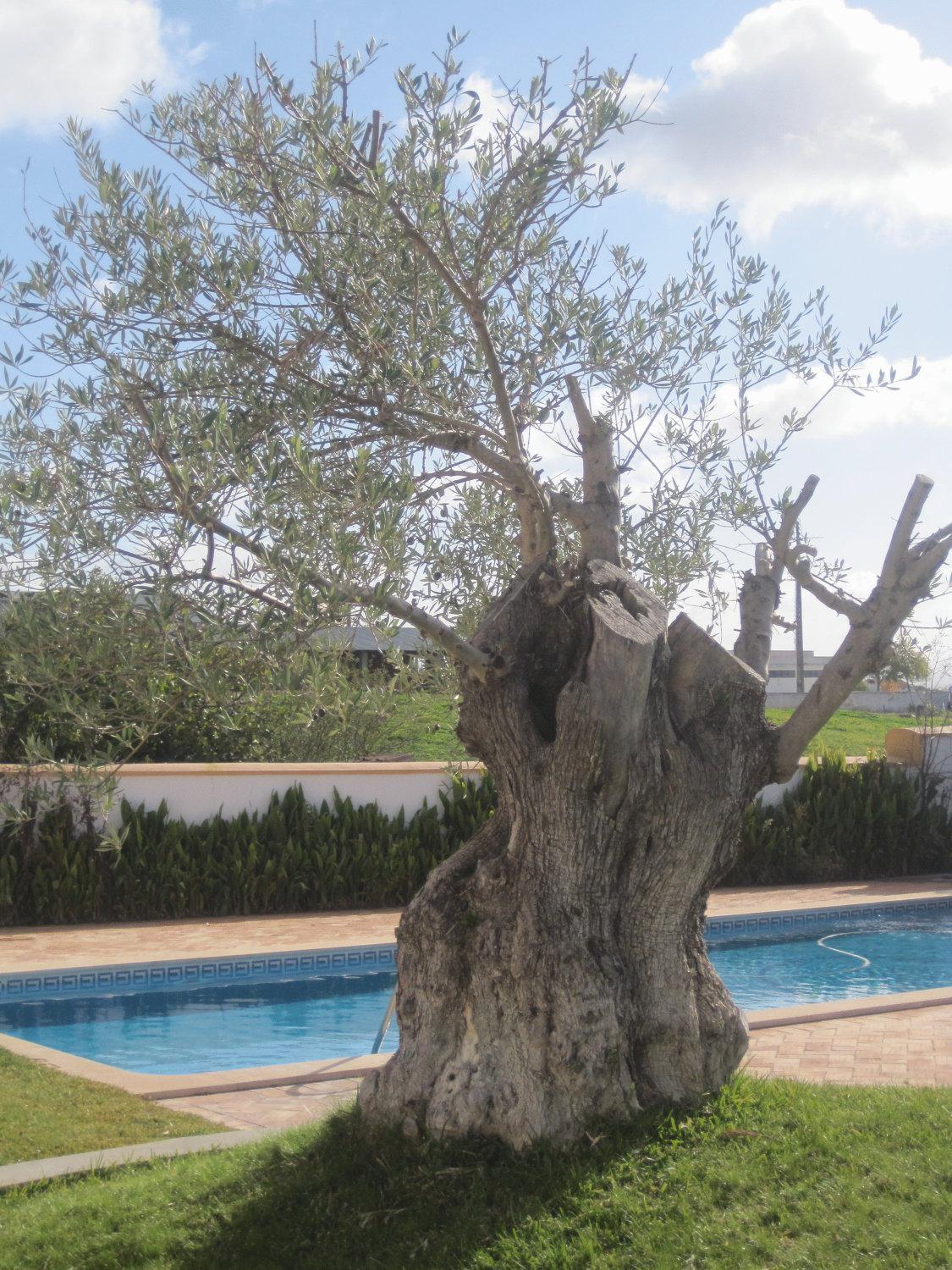 Outeiro Da Vila - Casas De Campo Vila Verde de Ficalho Esterno foto